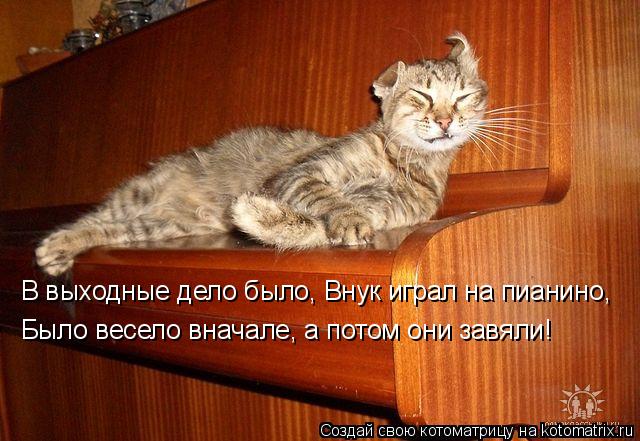 Котоматрица: В выходные дело было, Внук играл на пианино, Было весело вначале, а потом они завяли!