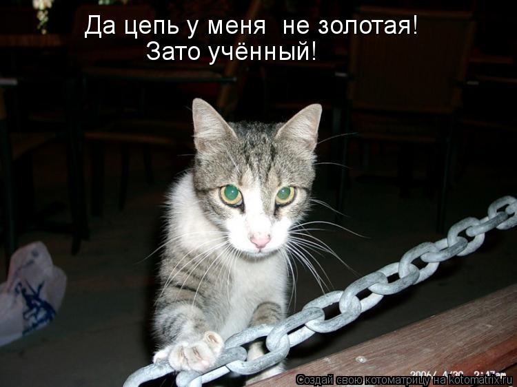 Котоматрица: Да цепь у меня  не золотая! Зато учённый!