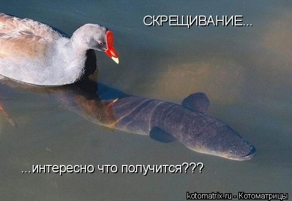 Котоматрица: СКРЕЩИВАНИЕ... ...интересно что получится???