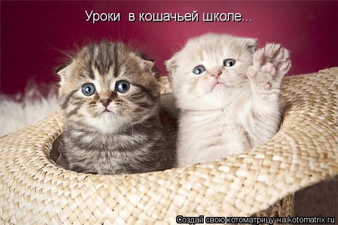 Котоматрица: Уроки  в кошачьей школе...