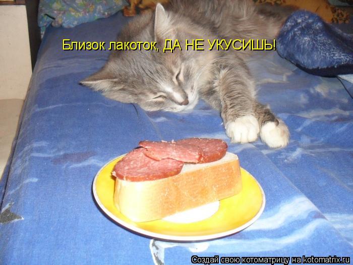 Котоматрица: Близок лакоток, ДА НЕ УКУСИШЬ!