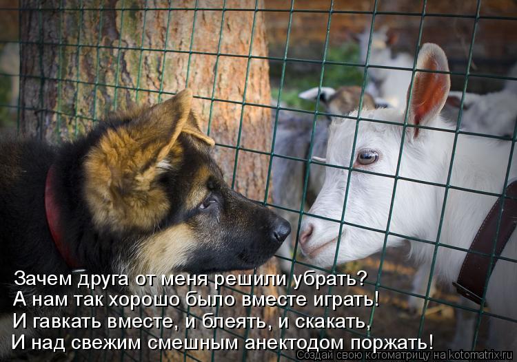 Котоматрица: Зачем друга от меня решили убрать? А нам так хорошо было вместе играть! И гавкать вместе, и блеять, и скакать, И над свежим смешным анектодом 