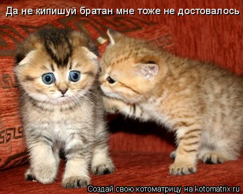 Котоматрица: Да не кипишуй братан мне тоже не достовалось