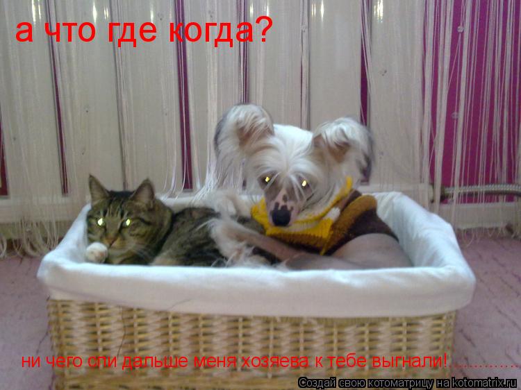 Котоматрица: а что где когда? ни чего спи дальше меня хозяева к тебе выгнали!........................