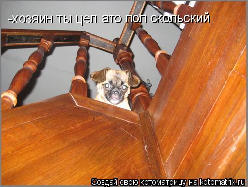 Котоматрица: -хозяин ты цел  ато пол скольский