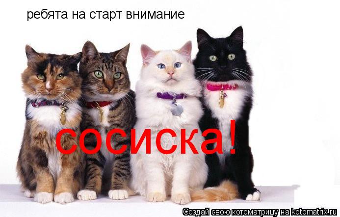 ребята на старт внимание сосиска!... Котоматрица: ребята на старт внимание сосиска!