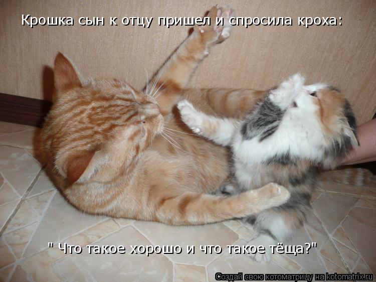 Крошка сын к отцу пришел и спросила кроха: " Что такое хорошо и что такое тёща?"... Котоматрица: Крошка сын к отцу пришел и спросила кроха: " Что такое хорошо и что такое тёща?"