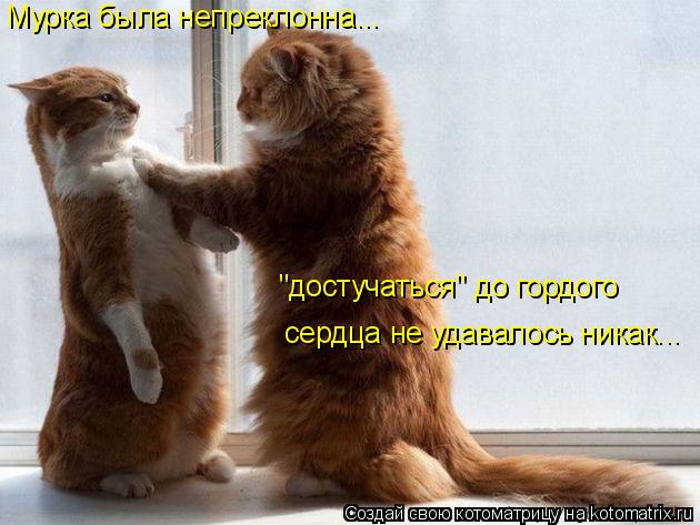 Мурка была непреклонна... "достучаться" до гордого сердца не удавалось никак...... Котоматрица: Мурка была непреклонна... "достучаться" до гордого сердца не удавалось никак...