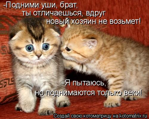 -Подними уши, брат, ты отличаешься, вдруг новый хозяин не возьмет! -Я пытаюсь, но поднимаются только ... Котоматрица: -Подними уши, брат, ты отличаешься, вдруг новый хозяин не возьмет! -Я пытаюсь, но поднимаются только веки!