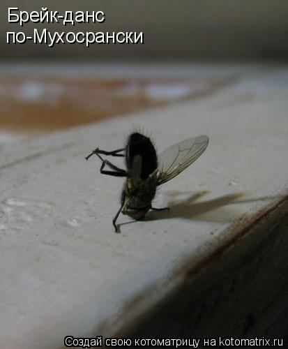 Брейк-данс по-Мухосрански... Котоматрица: Брейк-данс по-Мухосрански