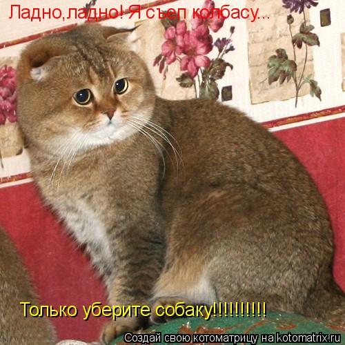 Ладно,ладно! Я съел колбасу... Только уберите собаку!!!!!!!!!!... Котоматрица: Ладно,ладно! Я съел колбасу... Только уберите собаку!!!!!!!!!!