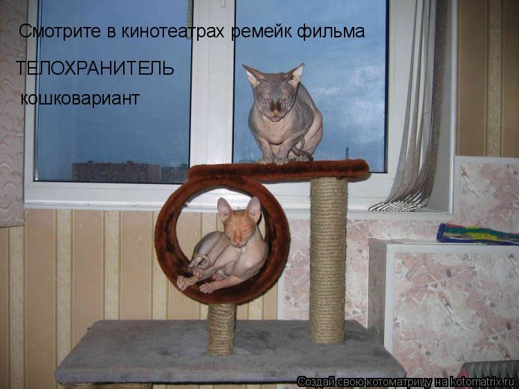 Смотрите в кинотеатрах ремейк фильма кошковариант ТЕЛОХРАНИТЕЛЬ... Котоматрица: Смотрите в кинотеатрах ремейк фильма кошковариант ТЕЛОХРАНИТЕЛЬ