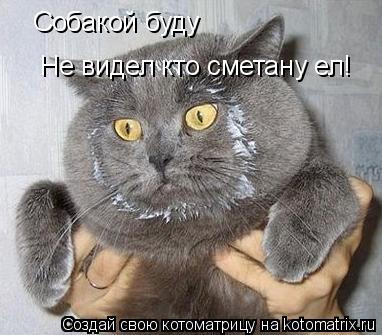 Собакой буду Не видел кто сметану ел!... Котоматрица: Собакой буду Не видел кто сметану ел!