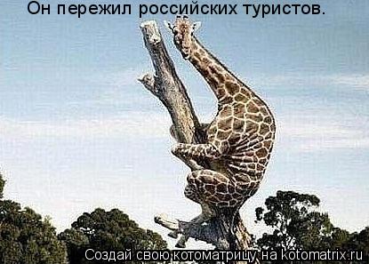 Он пережил российских туристов.... Котоматрица: Он пережил российских туристов.