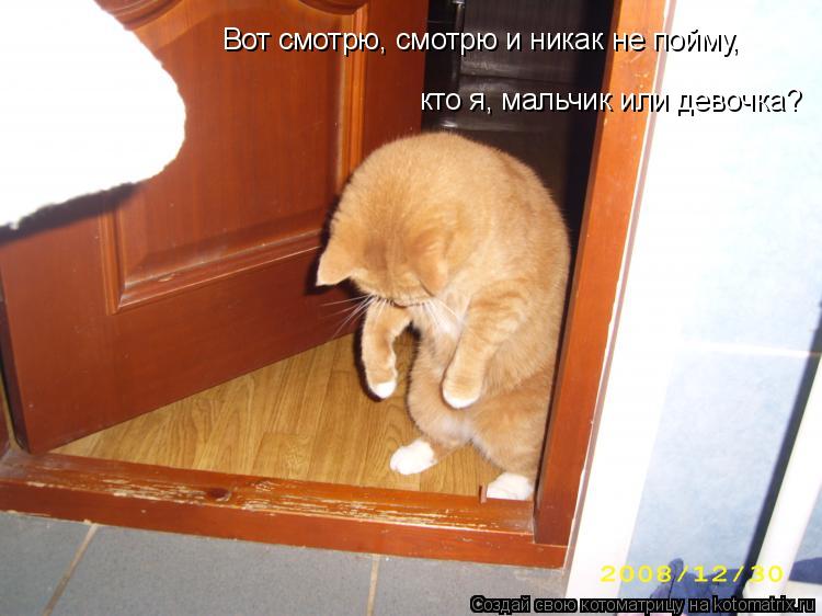 Вот смотрю, смотрю и никак не пойму, кто я, мальчик или девочка?... Котоматрица: Вот смотрю, смотрю и никак не пойму, кто я, мальчик или девочка?