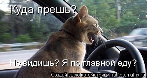 Куда прешь? Не видишь? Я по главной еду?... Котоматрица: Куда прешь? Не видишь? Я по главной еду?