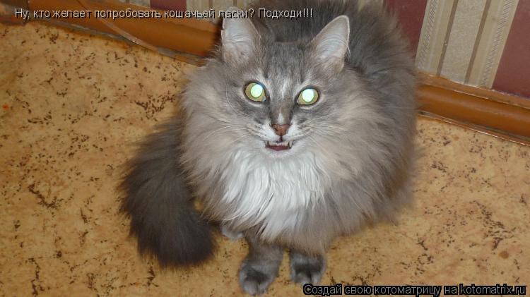 Ну, кто желает попробовать кошачьей ласки? Подходи!!!... Котоматрица: Ну, кто желает попробовать кошачьей ласки? Подходи!!!