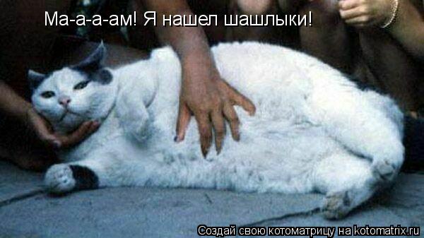 Ма-а-а-ам! Я нашел шашлыки!... Котоматрица: Ма-а-а-ам! Я нашел шашлыки!