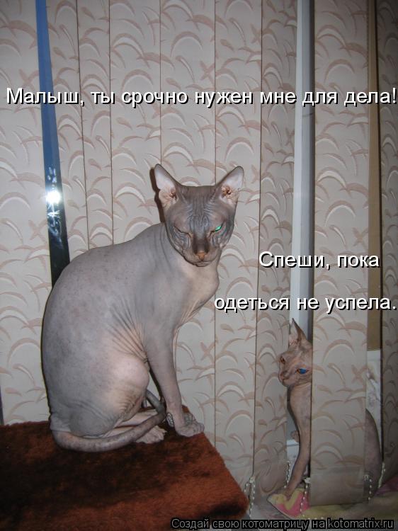 Малыш, ты срочно нужен мне для дела! Спеши, пока одеться не успела.... Котоматрица: Малыш, ты срочно нужен мне для дела! Спеши, пока одеться не успела.