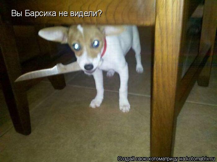 Вы Барсика не видели?... Котоматрица: Вы Барсика не видели?