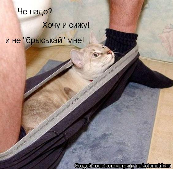 Че надо? Хочу и сижу! и не "брыськай" мне!... Котоматрица: Че надо? Хочу и сижу! и не "брыськай" мне!