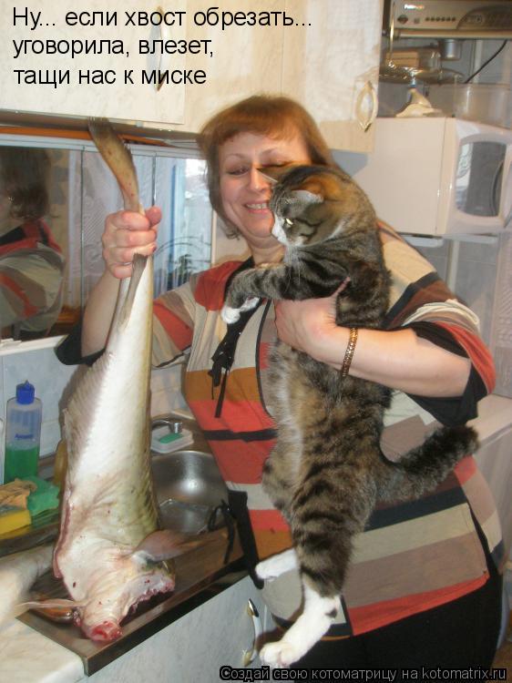 Ну... если хвост обрезать... уговорила, влезет, тащи нас к миске... Котоматрица: Ну... если хвост обрезать... уговорила, влезет, тащи нас к миске