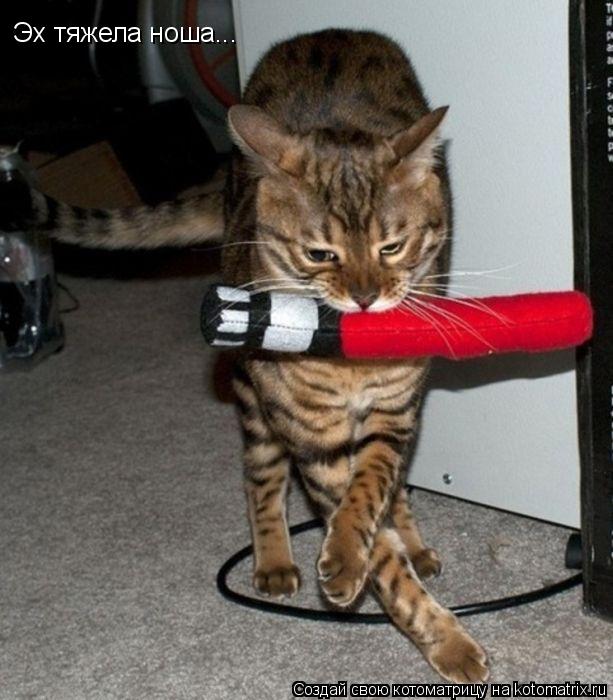 Эх тяжела ноша...... Котоматрица: Эх тяжела ноша...
