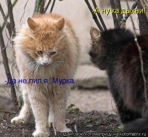 -А ну ка дыхни! -Да не пил я, Мурка...... Котоматрица: -А ну ка дыхни! -Да не пил я, Мурка...