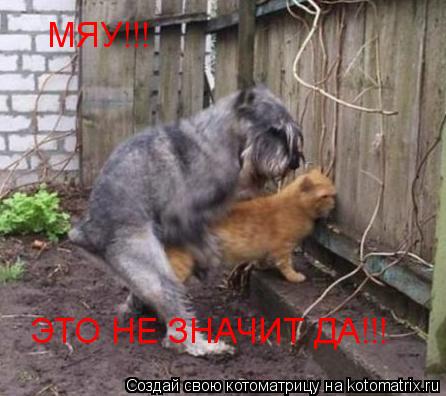 МЯУ!!! ЭТО НЕ ЗНАЧИТ ДА!!!... Котоматрица: МЯУ!!! ЭТО НЕ ЗНАЧИТ ДА!!!