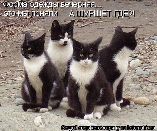 Форма одежды вечерняя... это мы поняли А ШУРШЕТ ГДЕ?!... Котоматрица: Форма одежды вечерняя... это мы поняли А ШУРШЕТ ГДЕ?!