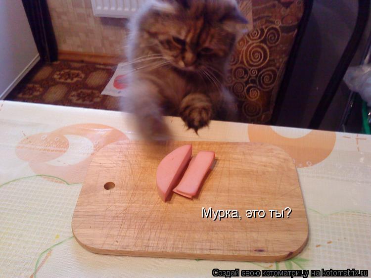 Мурка, это ты?... Котоматрица: Мурка, это ты?