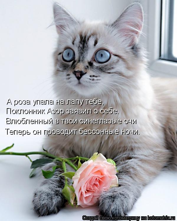 А роза упала на лапу тебе, Поклонник Азор заявил о себе. Влюбленный в твои синеглазые очи Теперь он п... Котоматрица: А роза упала на лапу тебе, Поклонник Азор заявил о себе. Влюбленный в твои синеглазые очи Теперь он проводит бессонные ночи.