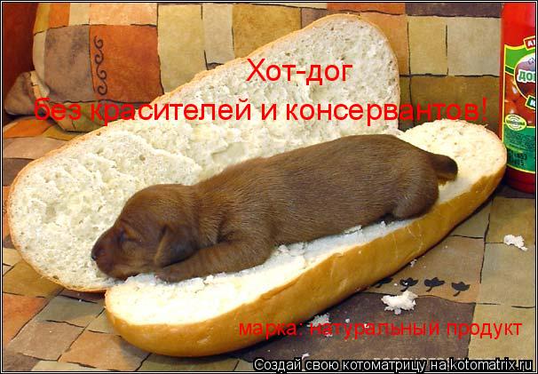Хот-дог без красителей и консервантов! марка: натуральный продукт... Котоматрица: Хот-дог без красителей и консервантов! марка: натуральный продукт