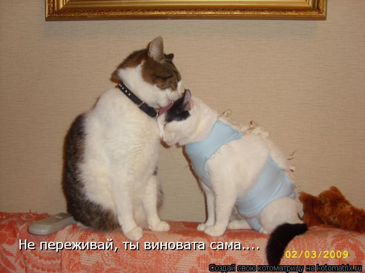 Не переживай, ты виновата сама....... Котоматрица: Не переживай, ты виновата сама....