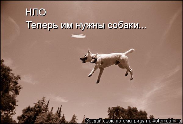 НЛО Теперь им нужны собаки...... Котоматрица: НЛО Теперь им нужны собаки...