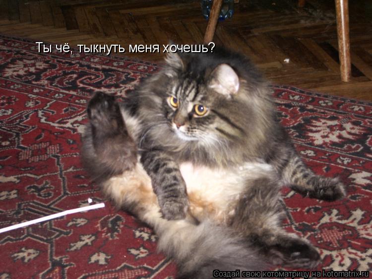 Котоматрица: Ты чё, тыкнуть меня хочешь?