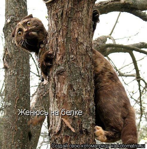 Женюсь на белке... Котоматрица: Женюсь на белке