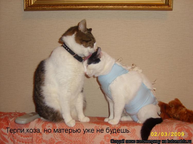 Котоматрица: Терпи,коза, но матерью уже не будешь.