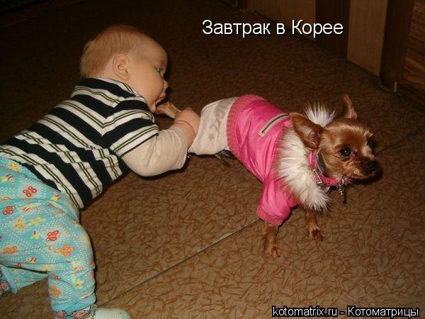 Завтрак в Корее... Котоматрица: Завтрак в Корее