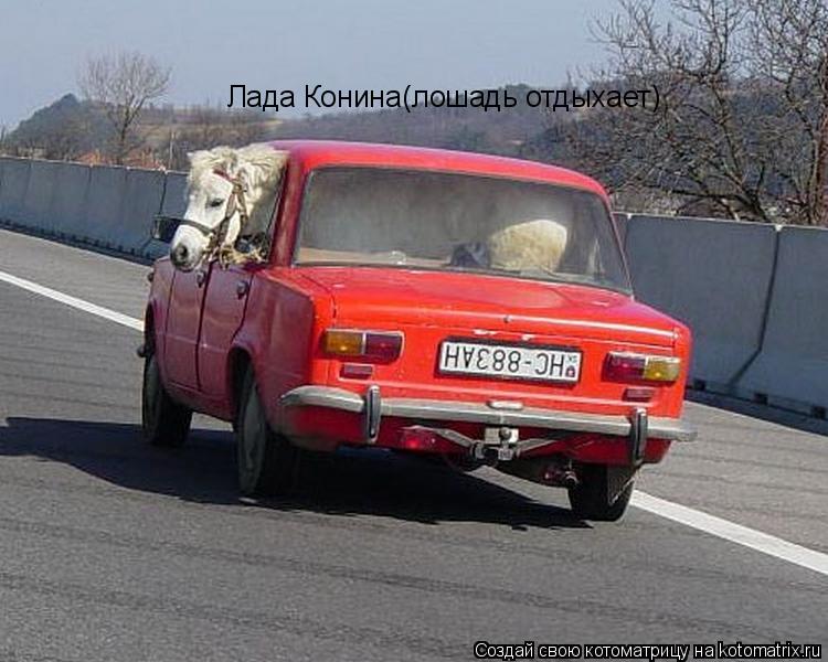 Лада Конина(лошадь отдыхает)... Котоматрица: Лада Конина(лошадь отдыхает)