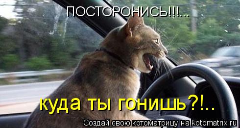 Котоматрица: ПОСТОРОНИСЬ!!!... ПОСТОРОНИСЬ!!!... куда ты гонишь?!.. куда ты гонишь?!..
