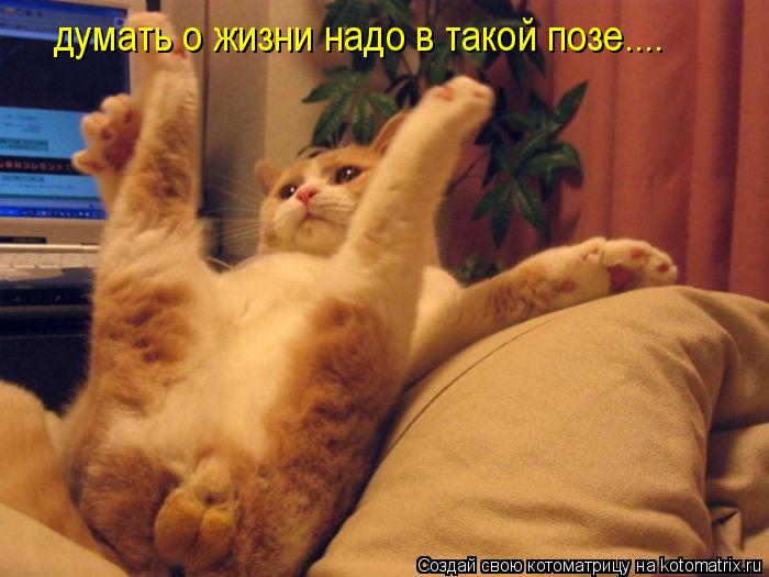 Котоматрица: думать о жизни надо в такой позе....