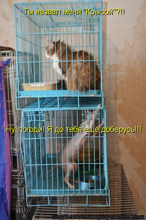 Котоматрица: Ты назвал меня "Крысой"?!! Ну, погоди! Я до тебя ещё доберусь!!!
