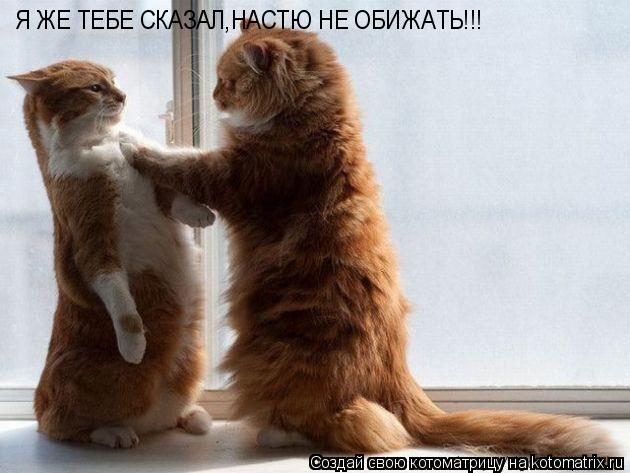 Котоматрица: Я ЖЕ ТЕБЕ СКАЗАЛ,НАСТЮ НЕ ОБИЖАТЬ!!!