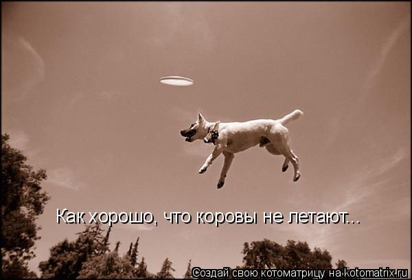 Котоматрица: Как хорошо, что коровы не летают...