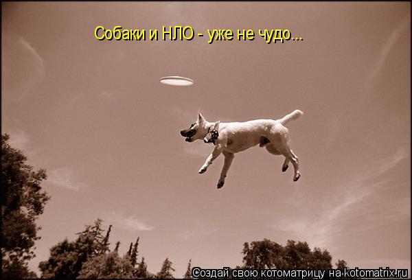 Котоматрица: Собаки и НЛО - уже не чудо...