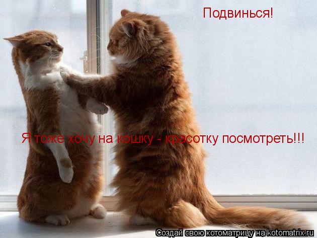 Котоматрица: Подвинься!   Я тоже хочу на кошку - красотку посмотреть!!!