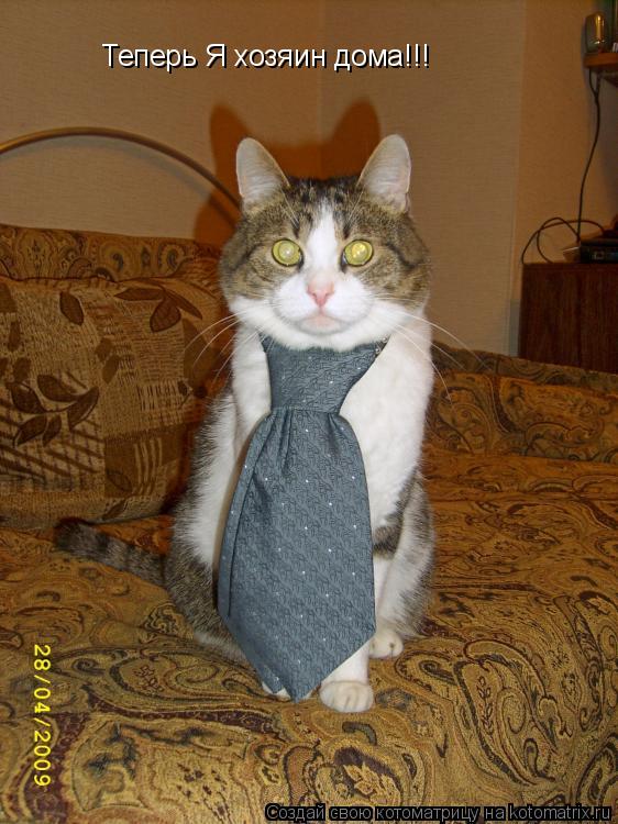 Теперь Я хозяин дома!!!... Котоматрица: Теперь Я хозяин дома!!!