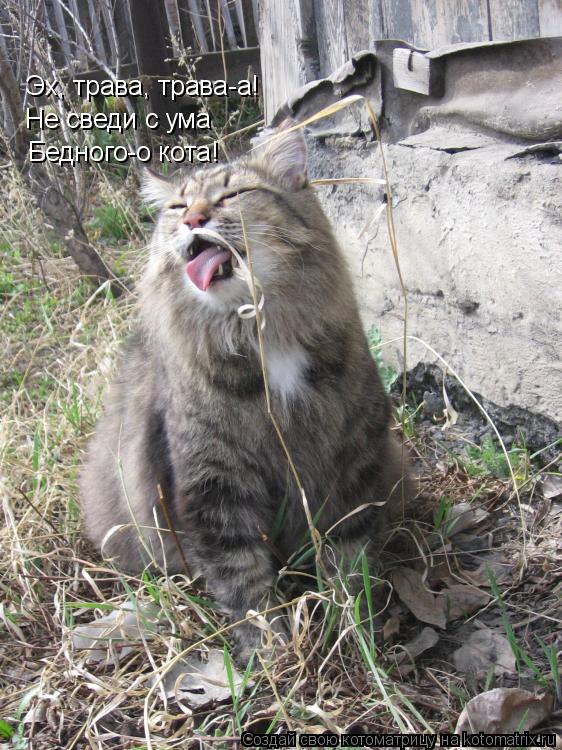 Бедного-о кота! Эх, трава, трава-а! Не сведи с ума... Котоматрица: Бедного-о кота! Эх, трава, трава-а! Не сведи с ума