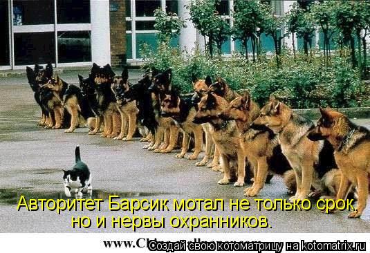 но и нервы охранников. Авторитет Барсик мотал не только срок,... Котоматрица: но и нервы охранников. Авторитет Барсик мотал не только срок,